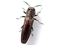 Agrilus laticornis